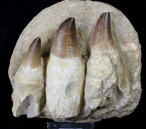 Impressive Mosasaur (Prognathodon) Jaw Section - #19687